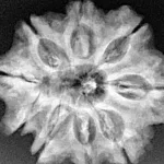 9 Mukhi Rudraksha 28.4mm 6gm - Xray