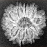 10 Mukhi Rudraksha 25mm 4.25gm - Xray