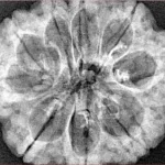 9 Mukhi Rudraksha 30.3mm 6.55gm - Xray