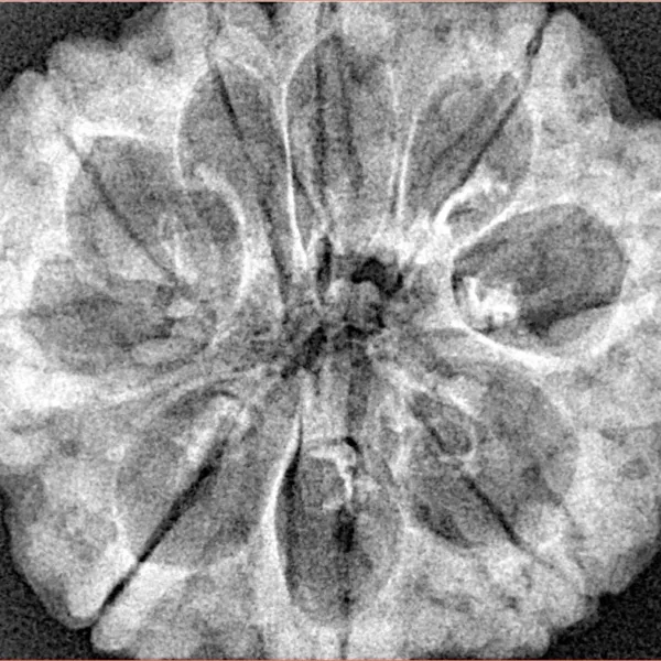 9 Mukhi Rudraksha 30.3mm 6.55gm - Xray