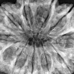 11 Mukhi Rudraksha 35mm 8gm - Xray