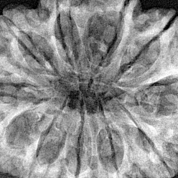 11 Mukhi Rudraksha 35mm 8gm - Xray