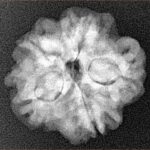 1MK(Underdeveloped) 22.9mm 3.74gm - Xray