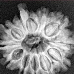 9 Mukhi Ganesh 23.6mm 3.47gm - Xray