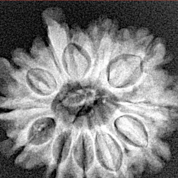 9 Mukhi Ganesh 23.6mm 3.47gm - Xray