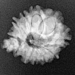 11 Mukhi Ganesh 22.1mm 2.53gm - Xray