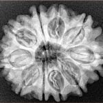 10 Mukhi Rudraksha 28.4mm 5.17gm - Xray