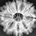 9 Mukhi Rudraksha 25.7mm 5.56gm - Xray