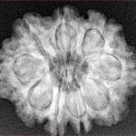 9 Mukhi Rudraksha 25.2mm 4.46gm - Xray