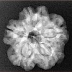 1MK(Underdeveloped) 23.6mm 4.27gm - Xray