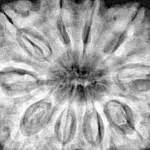 10 Mukhi Rudraksha 34.9mm 10.23gm - Xray