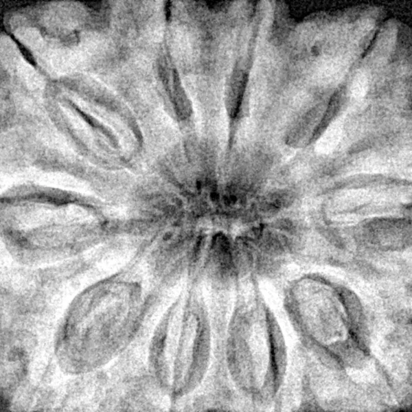 10 Mukhi Rudraksha 34.9mm 10.23gm - Xray