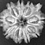 9 Mukhi Ganesh 24.2mm 3.31gm - Xray