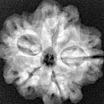 1MK(Underdeveloped) 22.5mm 3.42gm - Xray