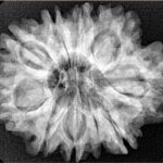 9 Mukhi Rudraksha 29.1mm 5.63gm - Xray