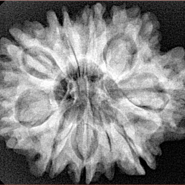 9 Mukhi Rudraksha 29.1mm 5.63gm - Xray