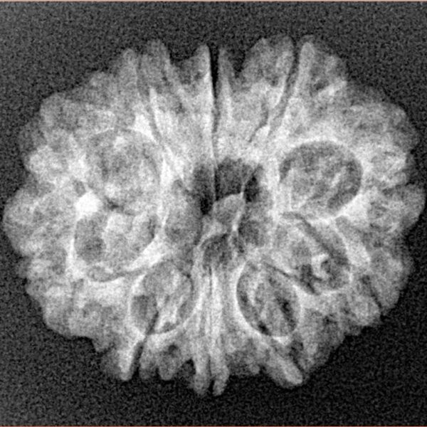 10 Mukhi Rudraksha 25mm 3.18gm - Xray