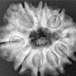 9 Mukhi Rudraksha 25.5mm 4.33gm - Xray