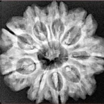 9 Mukhi Rudraksha 27.1mm 5.33gm - Xray