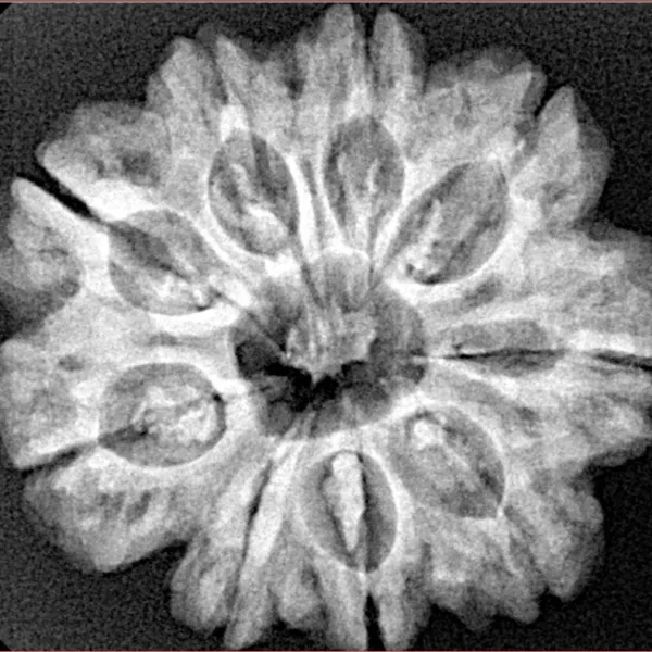 9 Mukhi Rudraksha 27.1mm 5.33gm - Xray