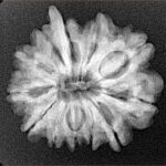 11 Mukhi Ganesh 23.4mm 3.78gm - Xray