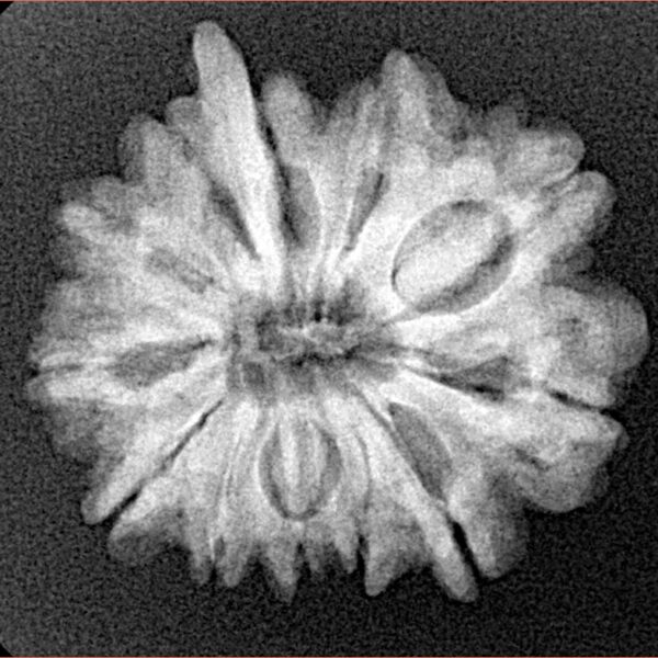 11 Mukhi Ganesh 23.4mm 3.78gm - Xray