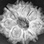 9 Mukhi Rudraksha 25.7mm 4.32gm - Xray