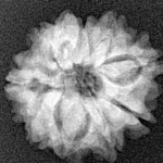 9 Mukhi Ganesh 19.7mm 2.46gm - Xray