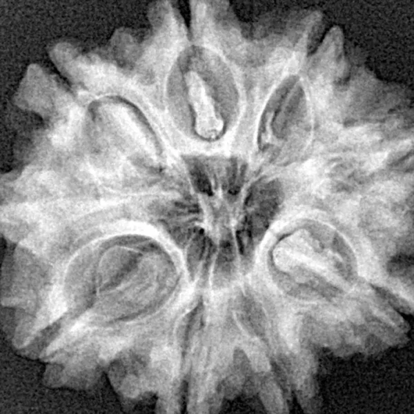 9 Mukhi Rudraksha 25.7mm 4.83gm - Xray