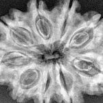 9 Mukhi Rudraksha 32.8mm 6.46gm - Xray