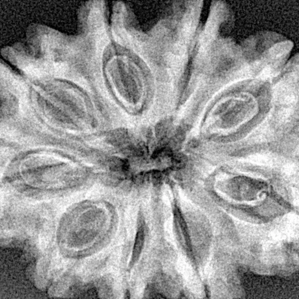 9 Mukhi Rudraksha 32.8mm 6.46gm - Xray