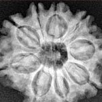 9 Mukhi Rudraksha 25.5mm 4.71gm - Xray