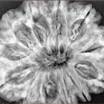 12 Mukhi Rudraksha 33.4mm 7.6gm - Xray