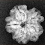 1MK(Underdeveloped) 22.5mm 3.89gm - Xray