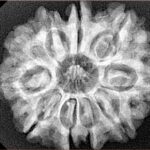 10 Mukhi Rudraksha 28.3mm 5.6gm - Xray