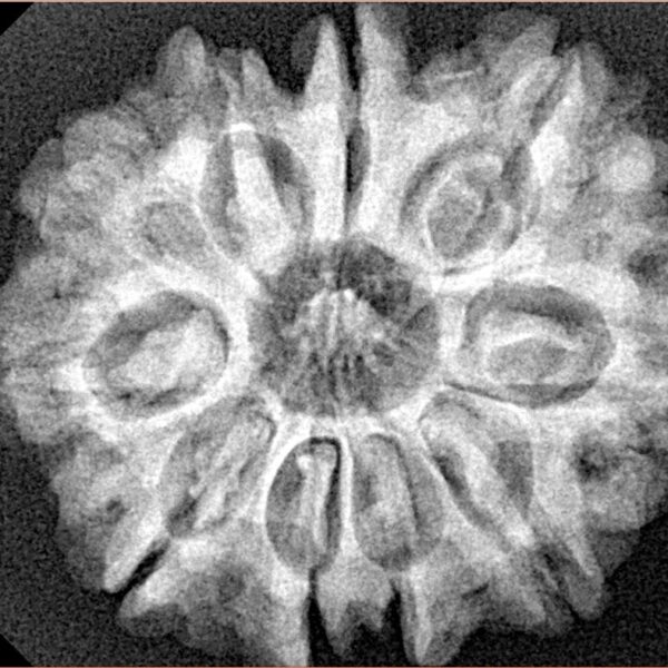 10 Mukhi Rudraksha 28.3mm 5.6gm - Xray