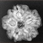 1MK(Underdeveloped) 23.2mm 4.38gm - Xray