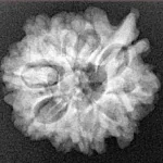 10 Mukhi Ganesh 23.4mm 3.42gm - Xray