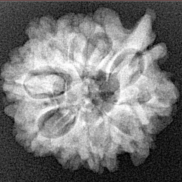 10 Mukhi Ganesh 23.4mm 3.42gm - Xray