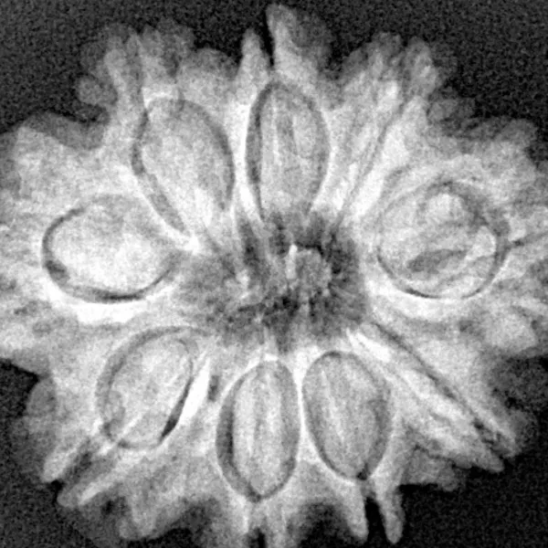 9 Mukhi Rudraksha 26.1mm 4.73gm - Xray