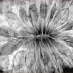 16 Mukhi Rudraksha 37.9mm 10.44gm - Xray