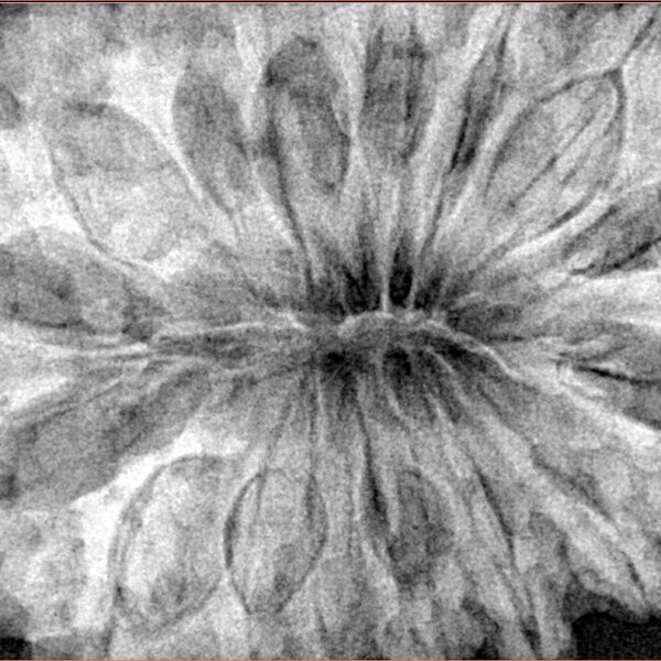 16 Mukhi Rudraksha 37.9mm 10.44gm - Xray