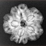 1MK(Underdeveloped) 23.1mm 4.14gm - Xray