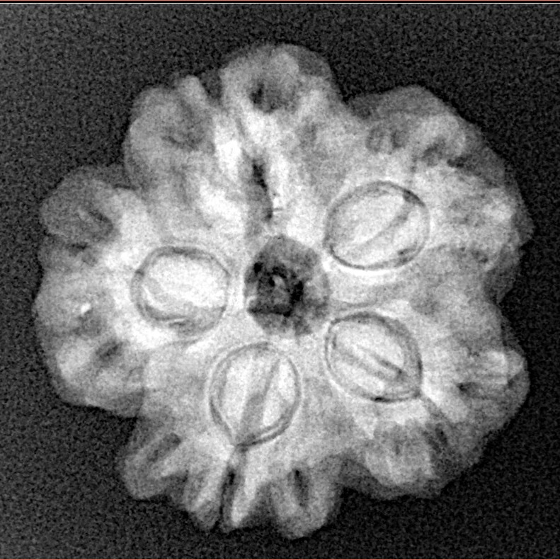 1MK(Underdeveloped) 23.1mm 4.14gm - Xray