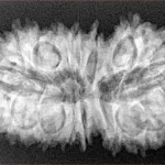 21 Mukhi Garbhgauri 35.3mm 5.75gm - Xray