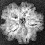 1MK(Underdeveloped) 22.6mm 3.77gm - Xray