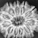 11 Mukhi Rudraksha 30mm 6.54gm - Xray