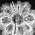 10 Mukhi Rudraksha 28.2mm 6.16gm - Xray