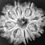 9 Mukhi Rudraksha 25.4mm 4.23gm - Xray