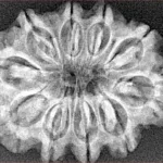 10 Mukhi Rudraksha 29.9mm 4.91gm - Xray